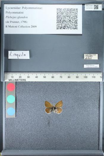 Media type: image;   Entomology 154762
